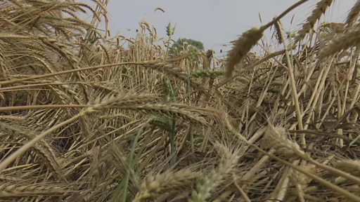 Bihar Weather News: کسانوں کا بھاری نقصان